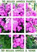 C&eacute;l&eacute;brons 50 ann&eacute;es de bonheur fleuri